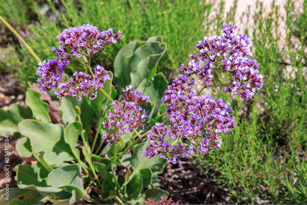 Obraz premium Sea lavender flower