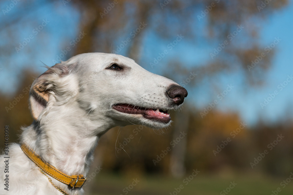 Borzoi dog puppy posing outside in beautiful autumn. Russian wolfhound white. Borzoi dog puppy posing outside in beautiful autumn. Russian wolfhound white.