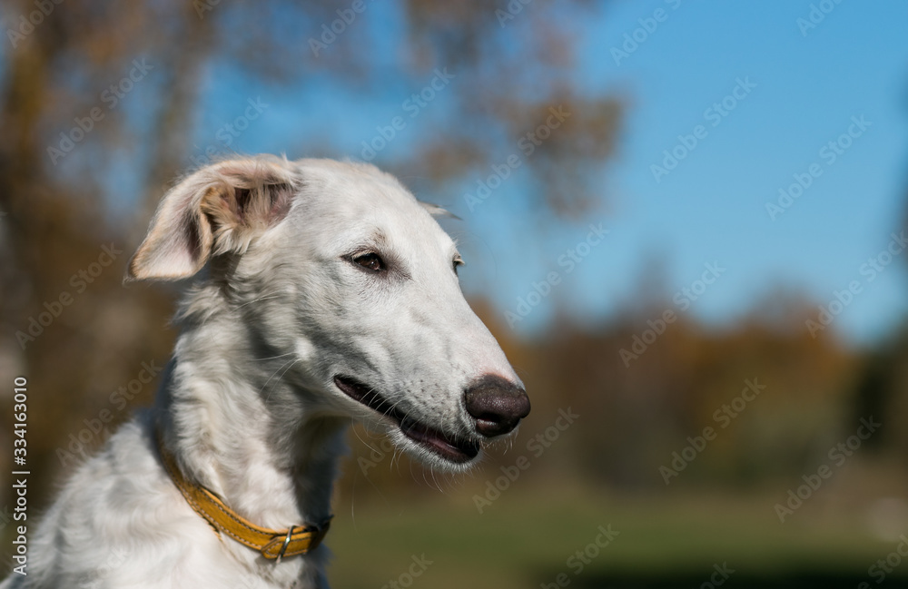 Borzoi dog puppy posing outside in beautiful autumn. Russian wolfhound white. Borzoi dog puppy posing outside in beautiful autumn. Russian wolfhound white.