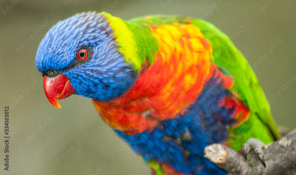parrot exotic