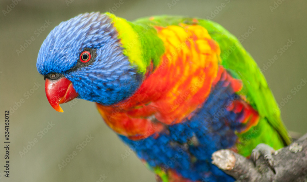Naklejka premium parrot exotic