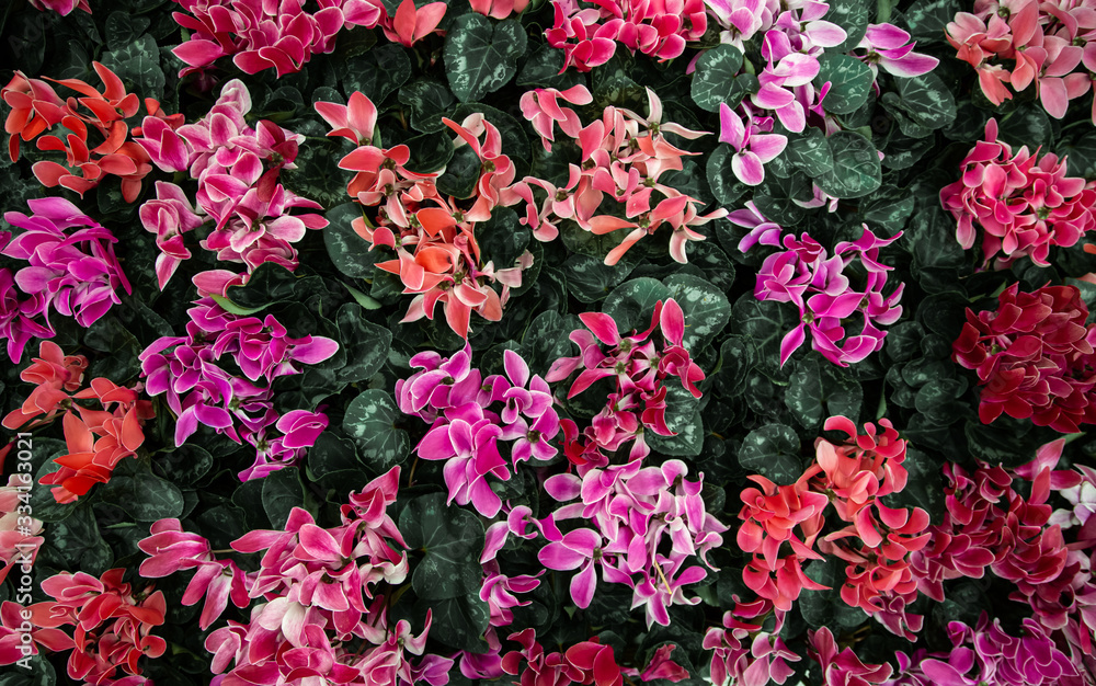 Natural beautiful background with lots of cyclamen. Natural beautiful background with lots of cyclamen.