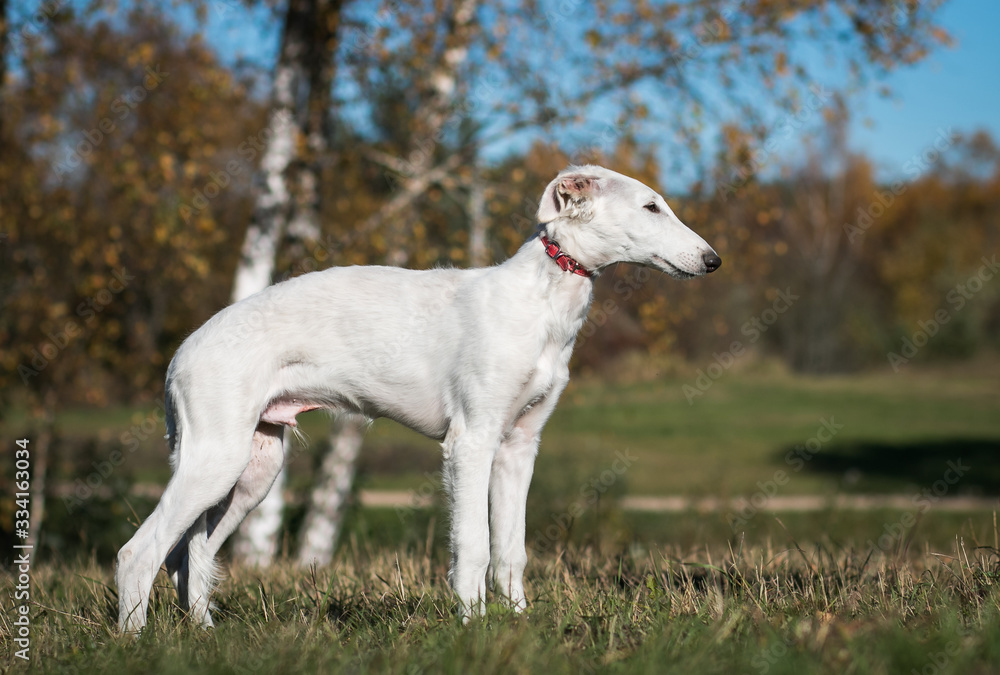 Borzoi dog puppy posing outside in beautiful autumn. Russian wolfhound white. Borzoi dog puppy posing outside in beautiful autumn. Russian wolfhound white.