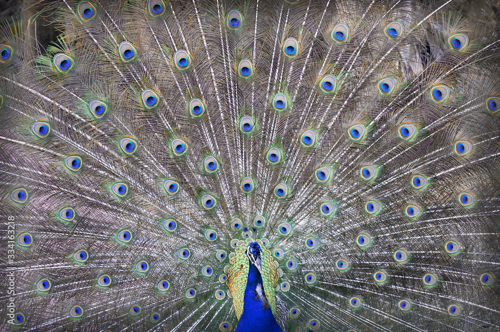 Fototapeta premium peacock zoo