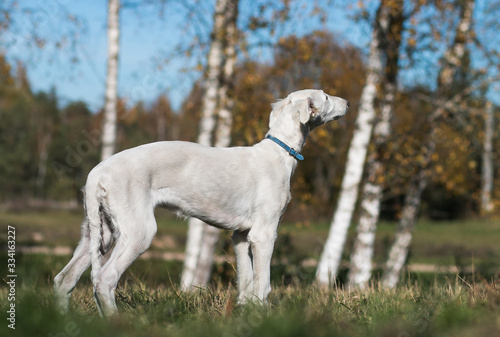 Borzoi dog puppy posing outside in beautiful autumn. Russian wolfhound white. 