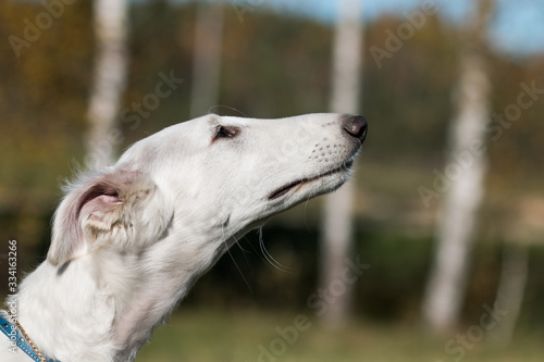 Borzoi dog puppy posing outside in beautiful autumn. Russian wolfhound white. 