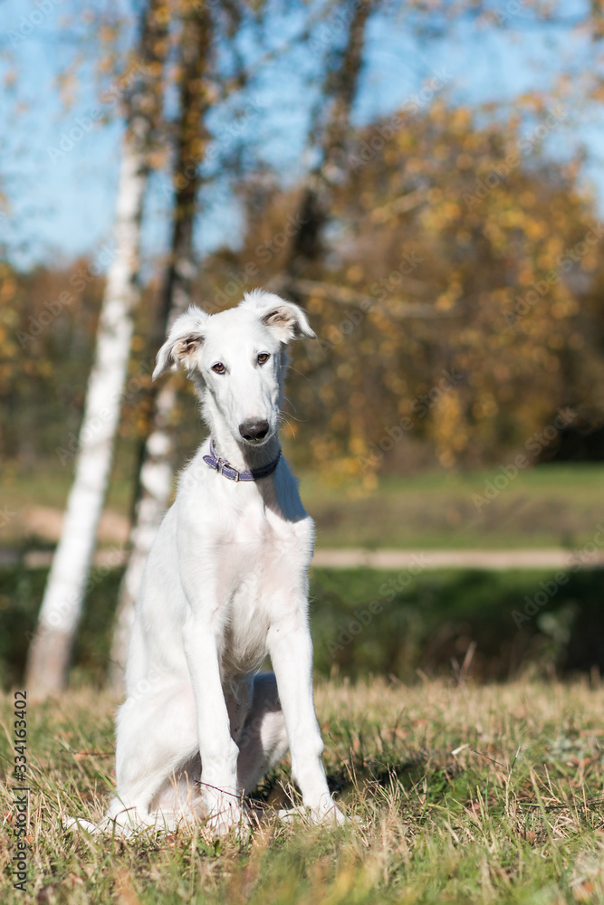 Borzoi dog puppy posing outside in beautiful autumn. Russian wolfhound white. Borzoi dog puppy posing outside in beautiful autumn. Russian wolfhound white.