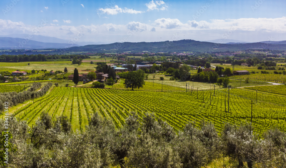 Fototapeta premium A vineyard at Petrola in Tuscany region Italy italy Tuscany tuscany italy