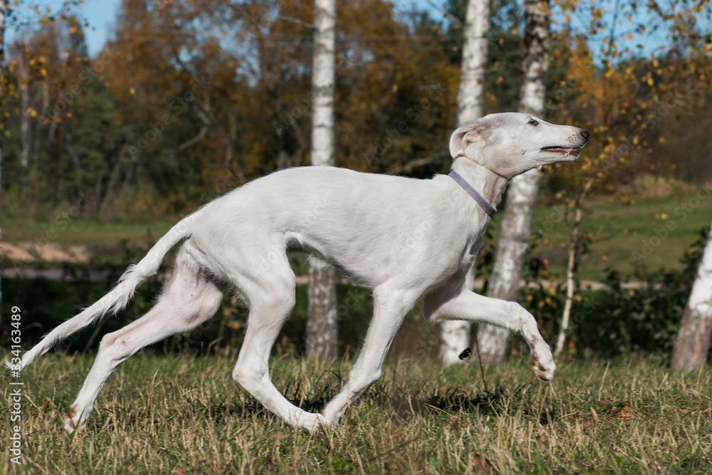 Borzoi dog puppy posing outside in beautiful autumn. Russian wolfhound white.	