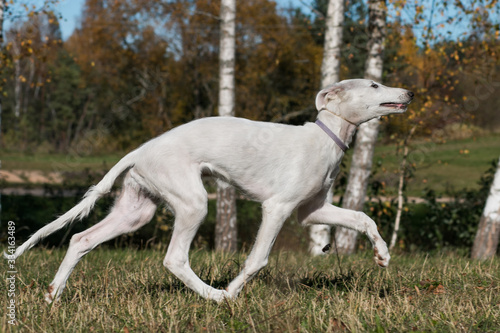 Borzoi dog puppy posing outside in beautiful autumn. Russian wolfhound white. 