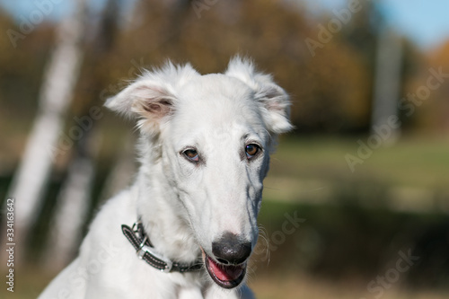 Borzoi dog puppy posing outside in beautiful autumn. Russian wolfhound white. 