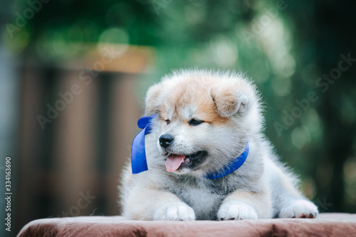 Akita inu cute puppy outside in green background. 