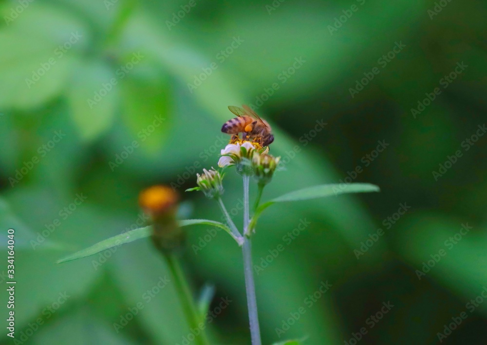Bee hovering over an orange and white flower trying to get pollen with a nice green background Bee hovering over an orange and white flower trying to get pollen with a nice green background
