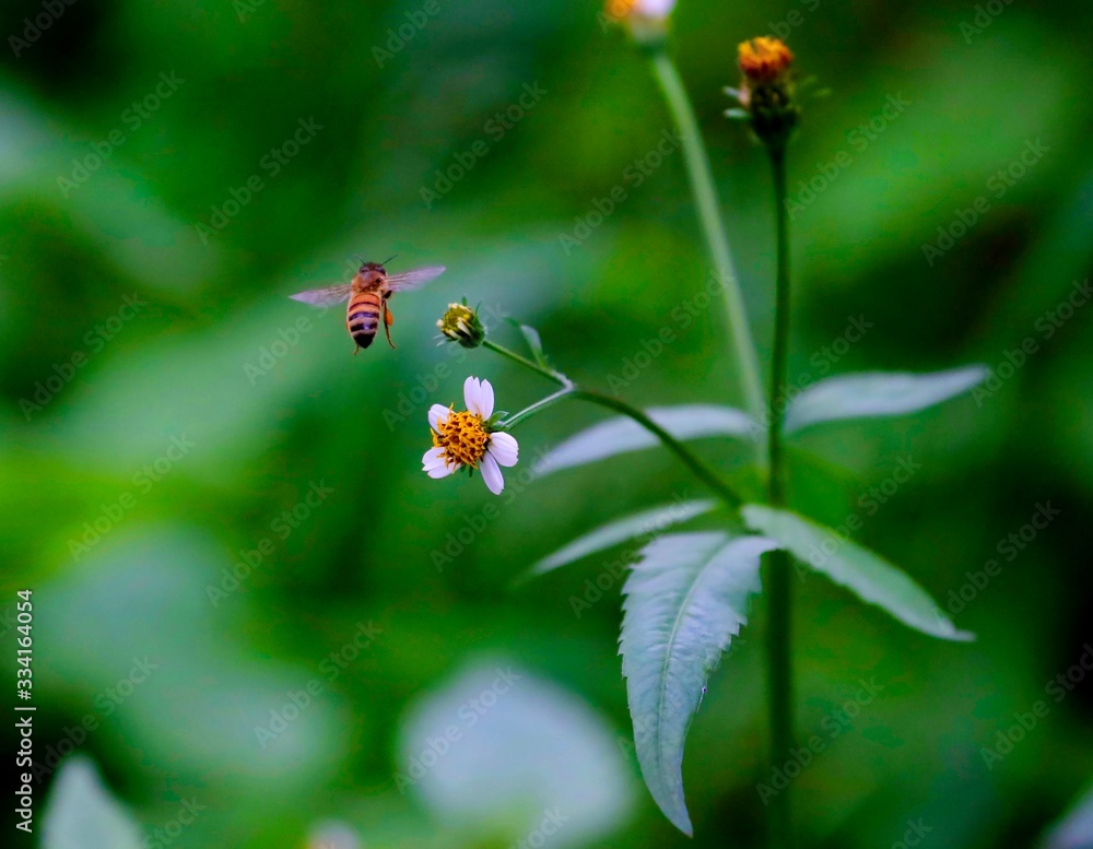 Bee hovering over an orange and white flower trying to get pollen with a nice green background Bee hovering over an orange and white flower trying to get pollen with a nice green background