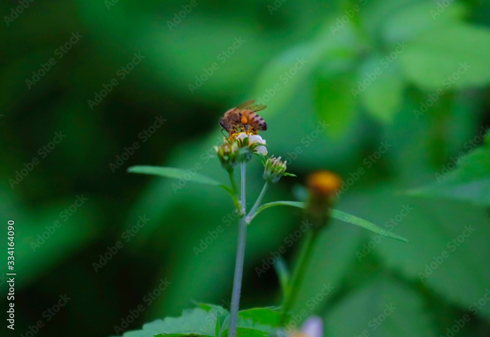 Bee hovering over an orange and white flower trying to get pollen with a nice green background Bee hovering over an orange and white flower trying to get pollen with a nice green background