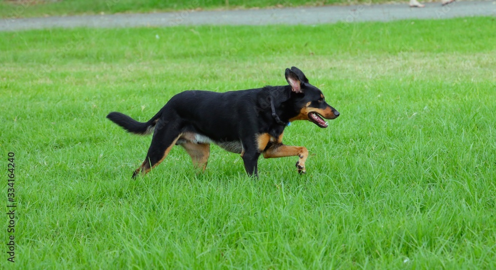 Dog in park playing around on grass Dog in park playing around on grass