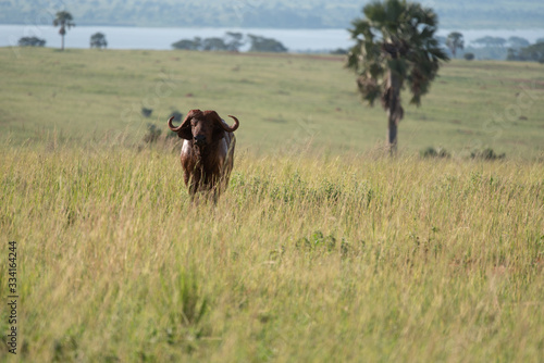 Fototapeta Naklejka Na Ścianę i Meble -  Buffalo in tall grass in Uganda