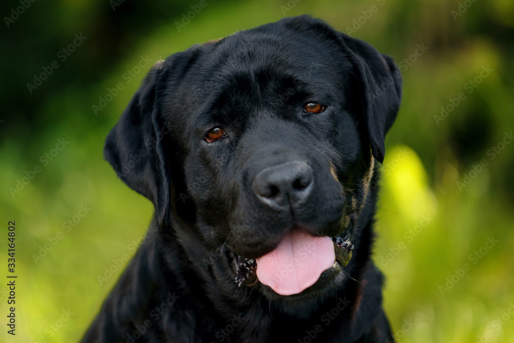 portrait of a dog portrait of a dog