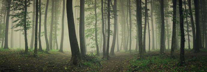 Foto auf Leinwand Wald Nebel im grünen Wald, Waldpanoramalandschaft  © andreiuc88