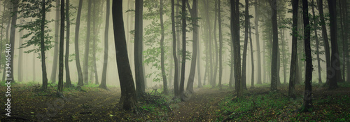 fog in green forest, forest panorama landscape