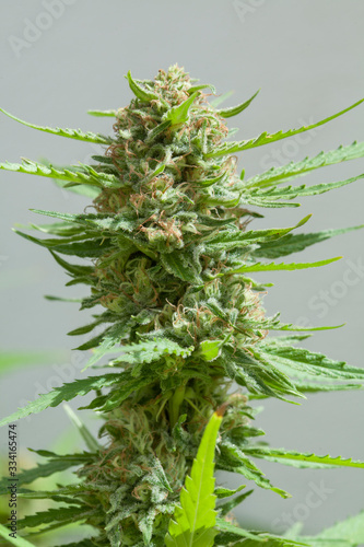 Critical + marijuana plant. Resinous buds