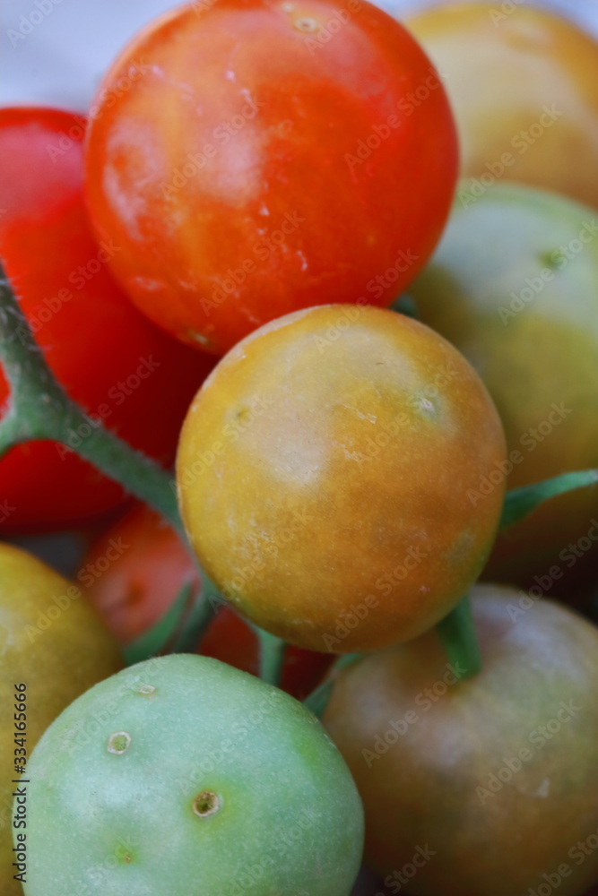 small fresh cherry tomatoes with green vines
