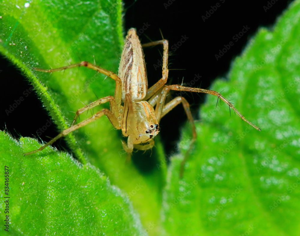 Fototapeta premium Macro Photography of Jumping Spider on Green Leaf