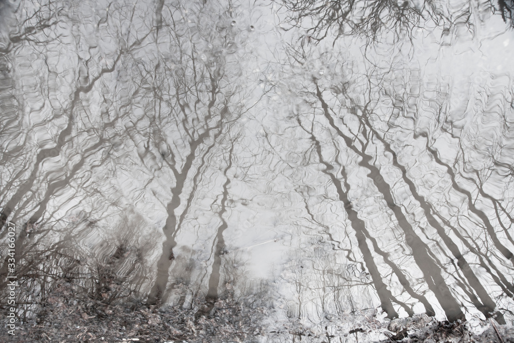 Fototapeta premium Monochrome picture of bare trees reflected in puddle in forest
