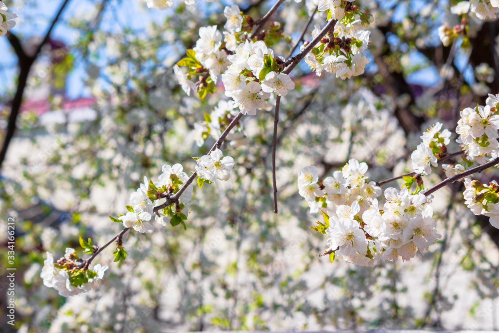 apple brunch in white blossom apple brunch in white blossom