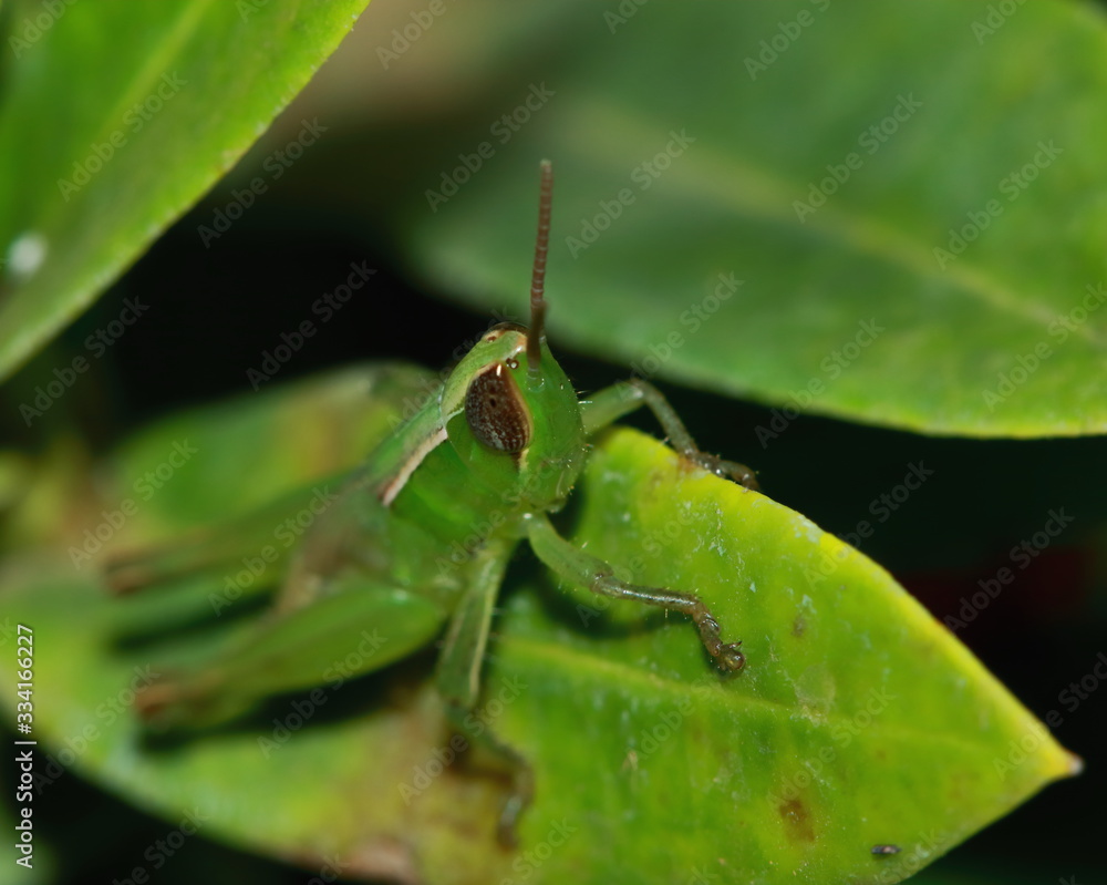 green grasshopper is masked among green leaves in sunny green grasshopper is masked among green leaves in sunny