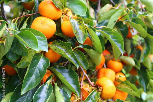 Branches loaded with ripe yellowish persimmon fruits. Green foliage with fresh and juicy fruits