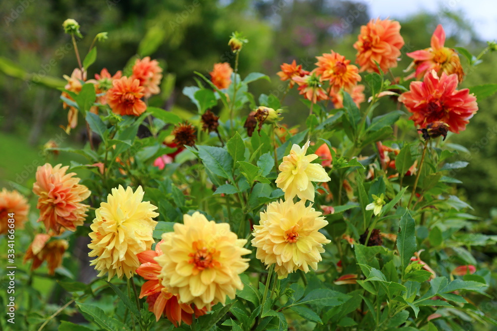 Spring time, gardens with beautiful blooming flowers. Vibrant multi colored Dahlias (Asteraceae). Spring time, gardens with beautiful blooming flowers. Vibrant multi colored Dahlias (Asteraceae).