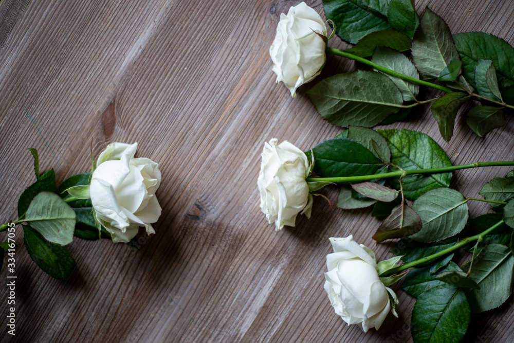 white roses on brown background, beautiful, buds, petals white roses on brown background, beautiful, buds, petals