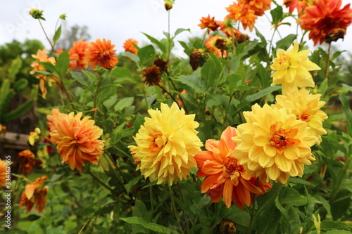 Spring time, gardens with beautiful blooming flowers. Vibrant multi colored Dahlias (Asteraceae).