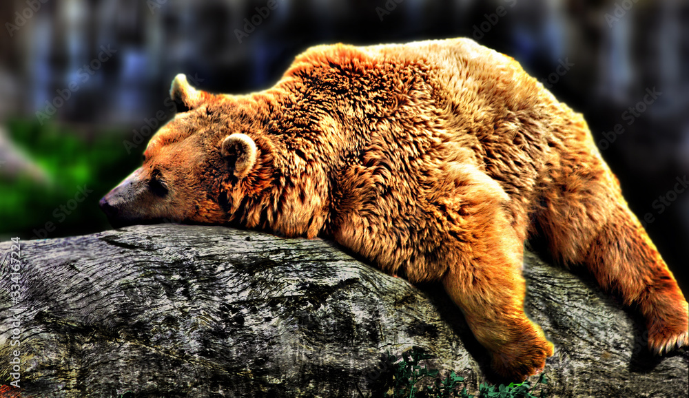 bear sleeping in wildlife park