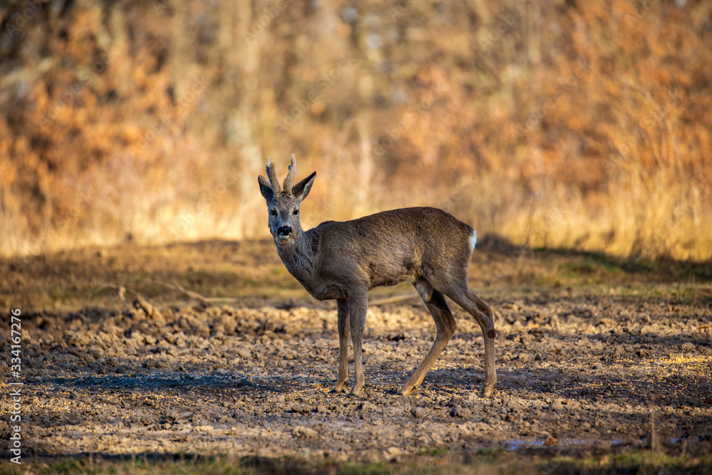 Male roe deer (roebuck) in the forest, early spring time Male roe deer (roebuck) in the forest, early spring time