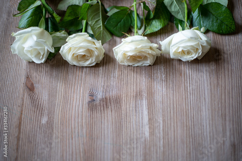 white roses on brown background, beautiful, buds, petals