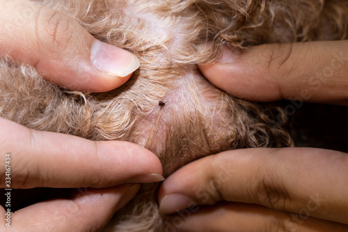 Close-up of flea tick found on pet dog body after shower photo