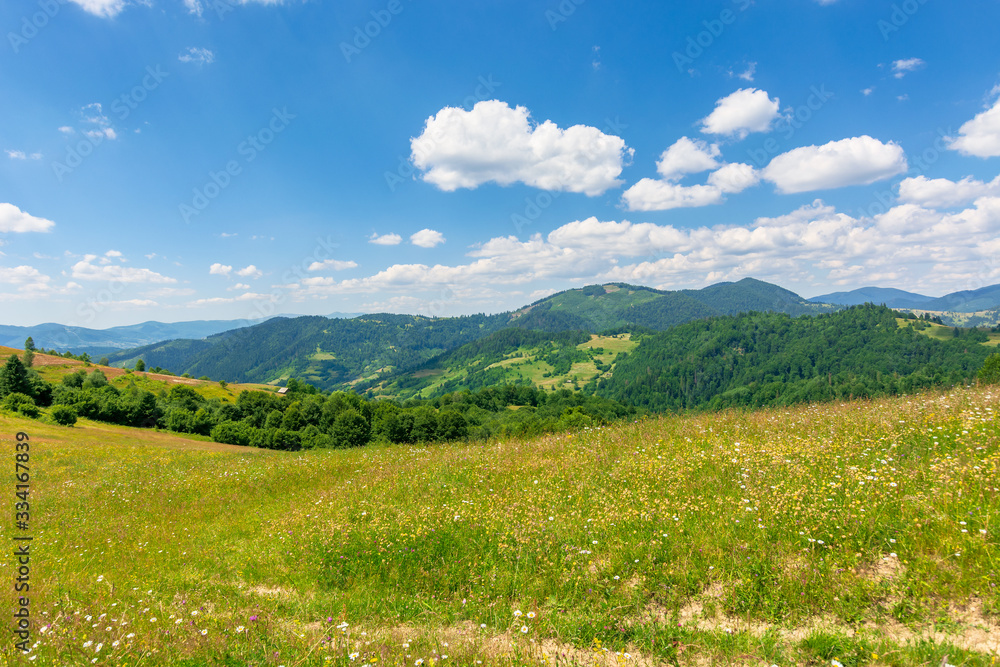 summer scenery of mountainous countryside. alpine hay fields with wild herbs on rolling hills at high noon. forested mountain ridge in the distance beneath a blue sky with fluffy clouds. nature beauty