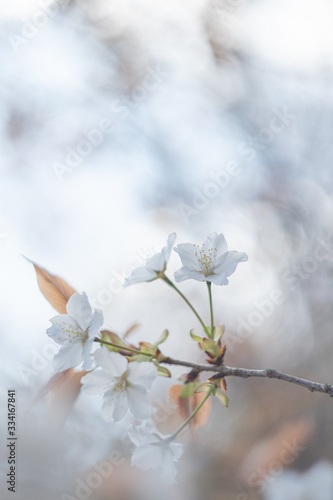 春に咲く桜 © kouki k