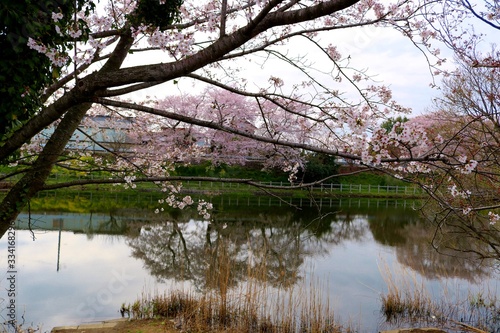 Wallpaper Mural 春　さくら　池　風景　杤木 Torontodigital.ca