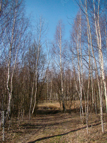 Sunlit forest pathway between birch trees in spring