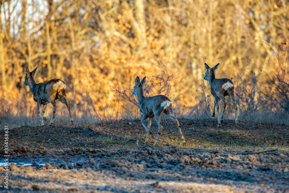 Roe deer group in the oak forest Roe deer group in the oak forest