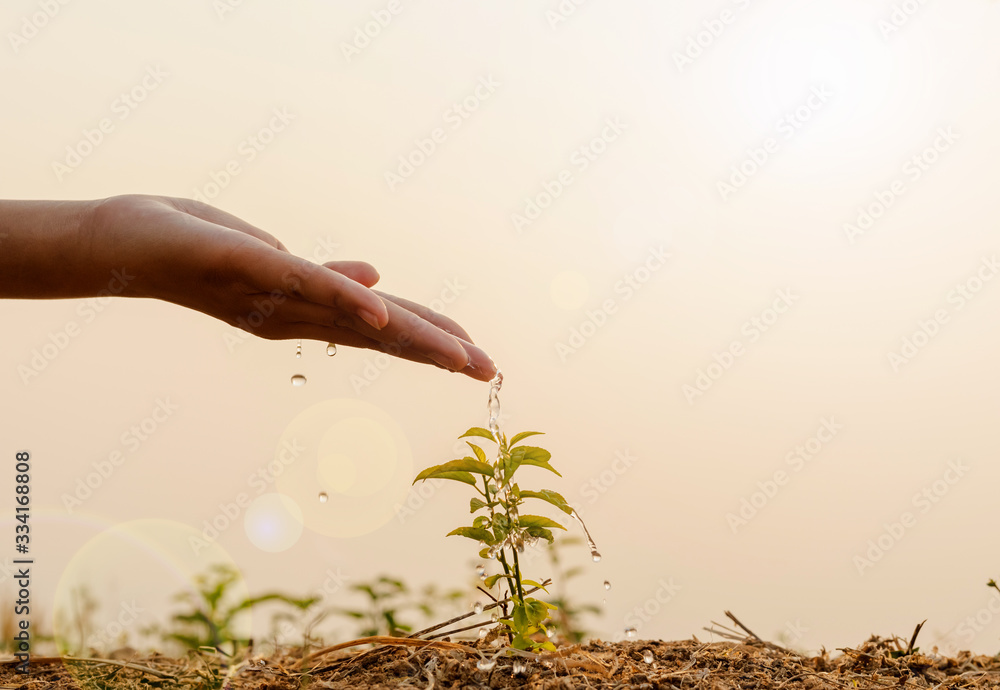 Fototapeta premium Hand nurturing and watering young baby plants growing in germination sequence on fertile soil at sunset background