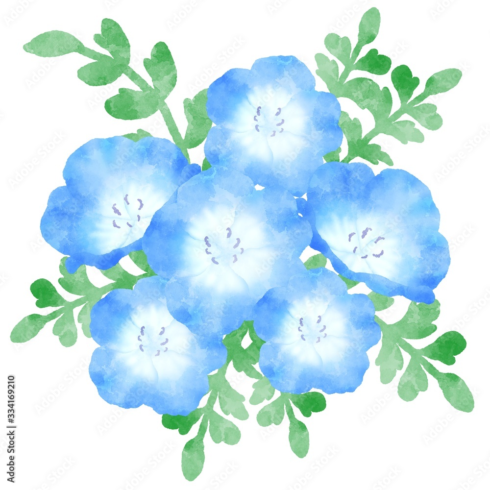 ネモフィラ 青い花 水彩風イラスト Stock Illustration Adobe Stock