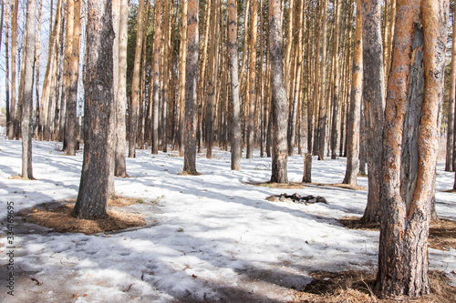 Winter in the forest. Winter mixed forest covered by snow hoarfrost. Wintry landscape. © Vitalii