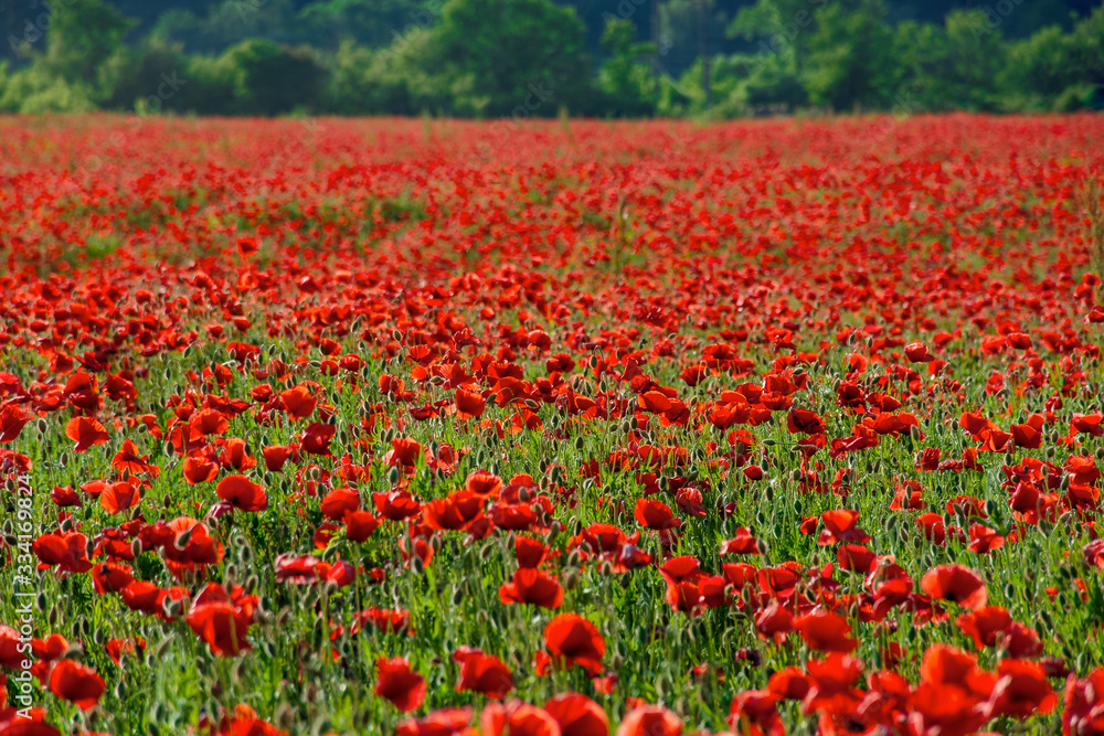 red poppy flower field. beautiful nature scenery in summer afternoon