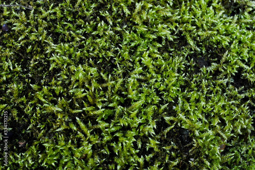 green grass background green grass background