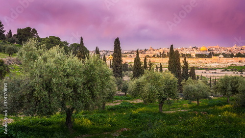 Mount of Olives with olive trees and view of Jerusalem