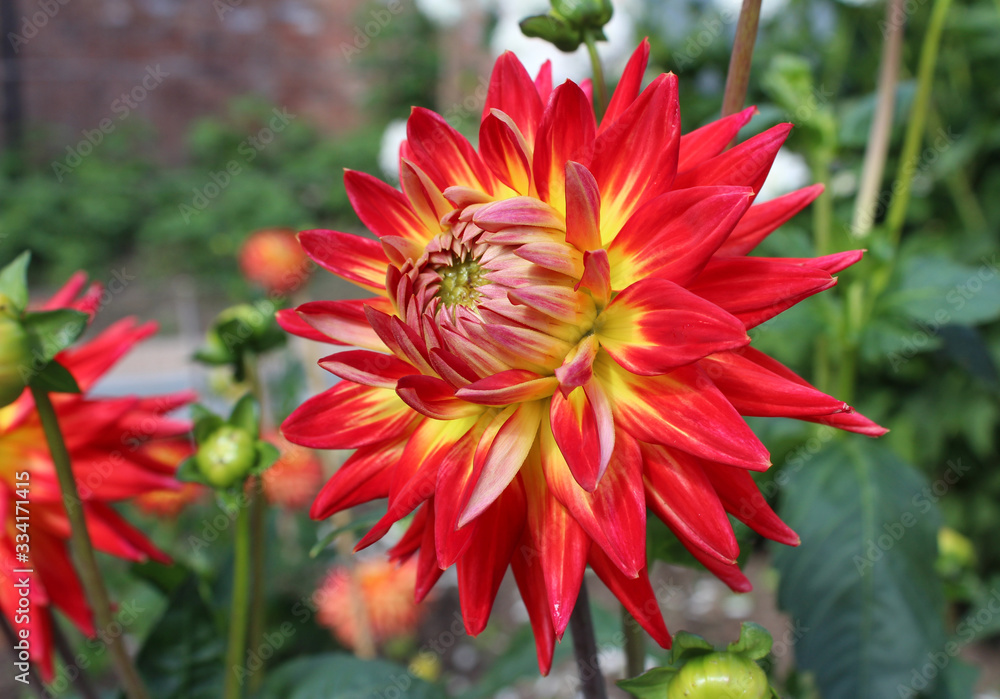 The striking variegated flower of a bi-coloured Dahlia plant. In close up in a natural outdoor garden setting. The striking variegated flower of a bi-coloured Dahlia plant. In close up in a natural outdoor garden setting.